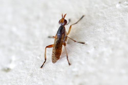 Dichetophora obliterata