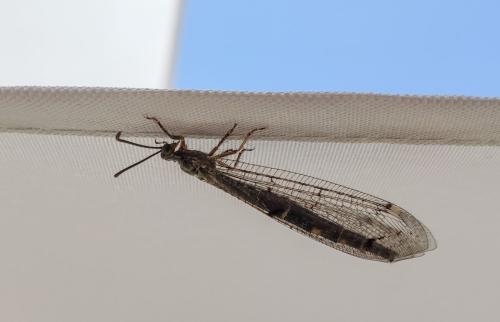 Réf. 306 740 : Distoleon tetragrammicus