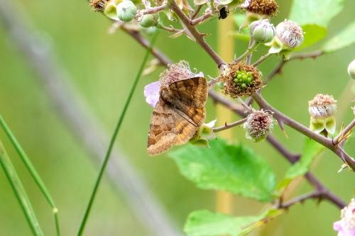 Euclidia glyphica