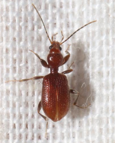 Apotomus rufus