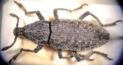 Réf. 306 055 : Rhabdorrhynchus sp.