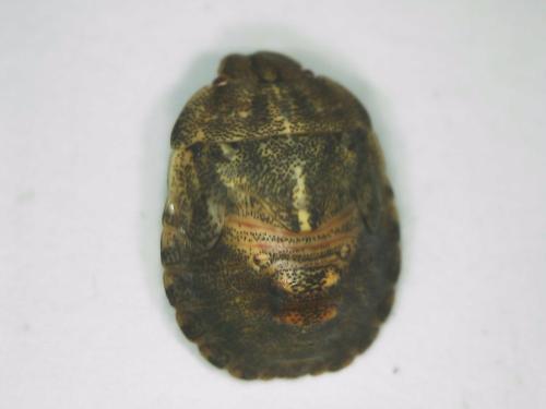 Eurygaster testudinaria