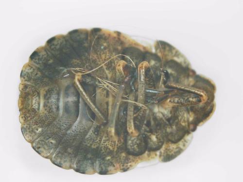 Réf. 306 444 : Eurygaster testudinaria