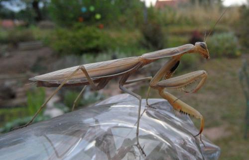 Réf. 306 977 : Mantis religiosa