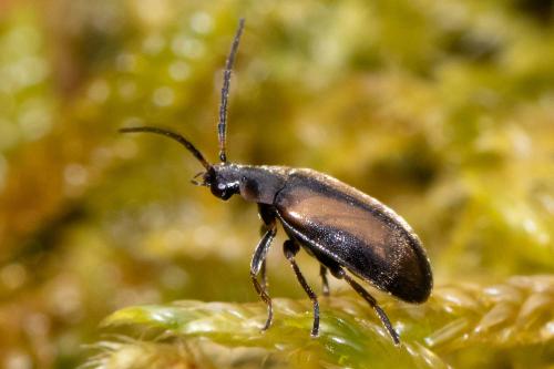 Odeles marginata