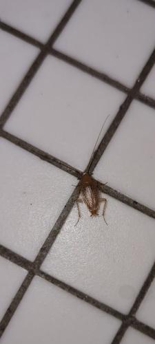 Planuncus vinzi