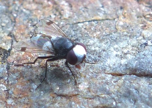 Sphenometopa fastuosa