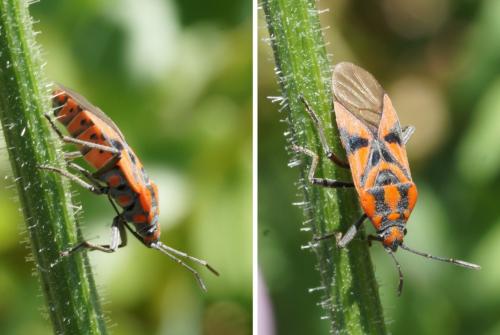 Spilostethus furcula