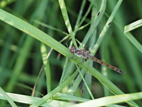 Réf. 306 812 : Sympetrum striolatum