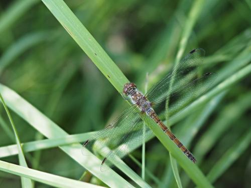 Réf. 306 813 : Sympetrum striolatum