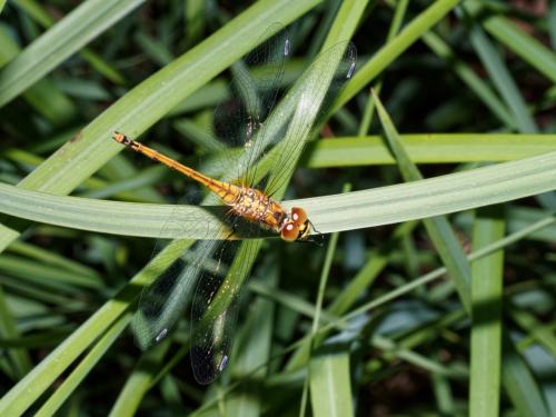 Sympetrum danae