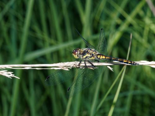 Sympetrum danae