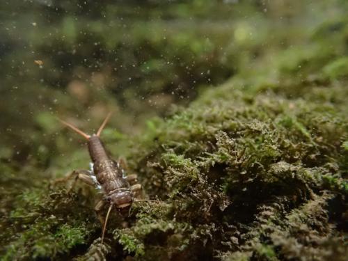 Dinocras cephalotes