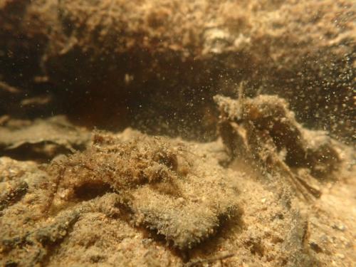Cordulegaster sp.
