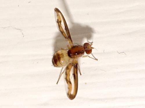 Toxoneura muliebris