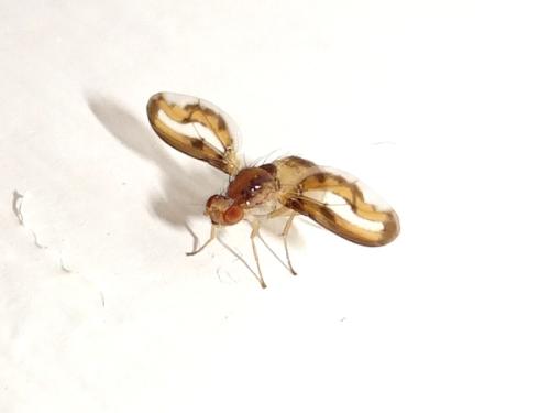 Toxoneura muliebris