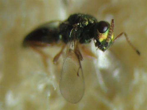 Pezilepsis dentifera
