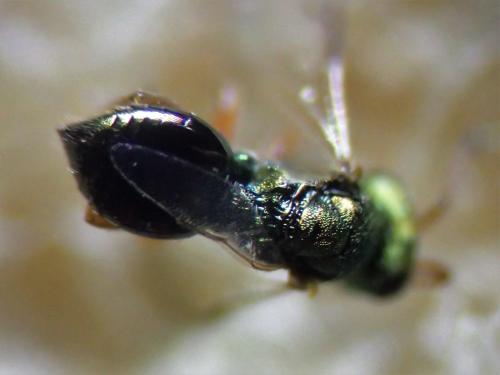 Pezilepsis dentifera