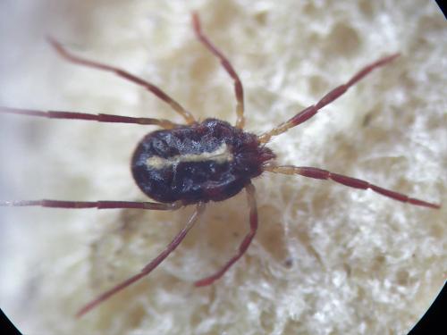 Réf. 306 252 : Erythraeus sp.