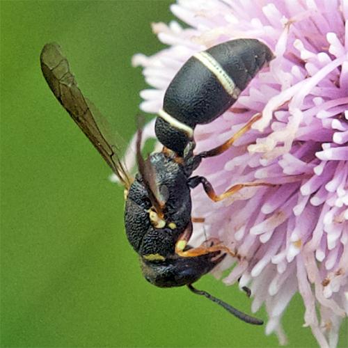 Leptochilus regulus
