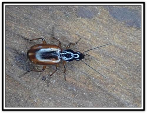 Réf. 306 995 : Agonum piceum