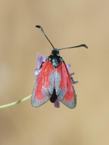 Zygaena erythrus