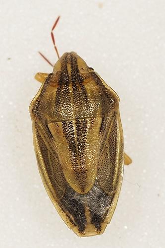 Réf. 306 993 : Aelia acuminata