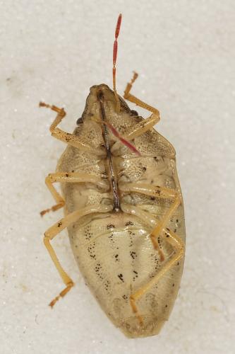 Aelia acuminata