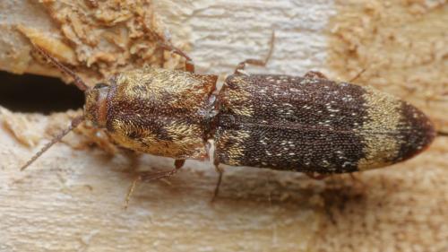 Réf. 306 250 : Lacon querceus