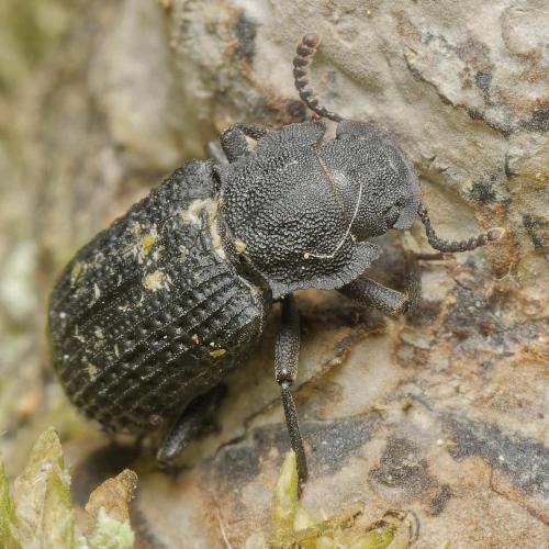 Réf. 306 902 : Bolitophagus reticulatus