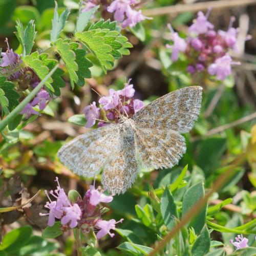 Réf. 306 963 : Scopula immorata
