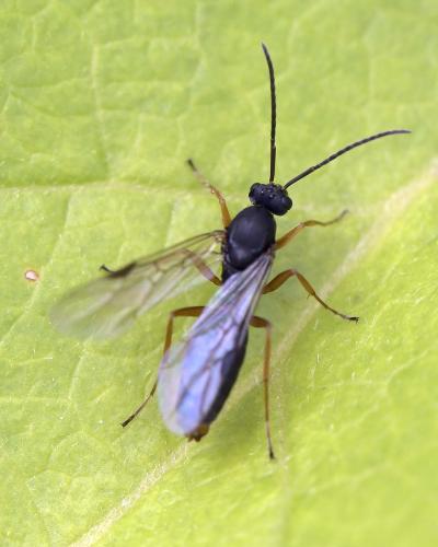 Réf. 306 313 : Formica sp.
