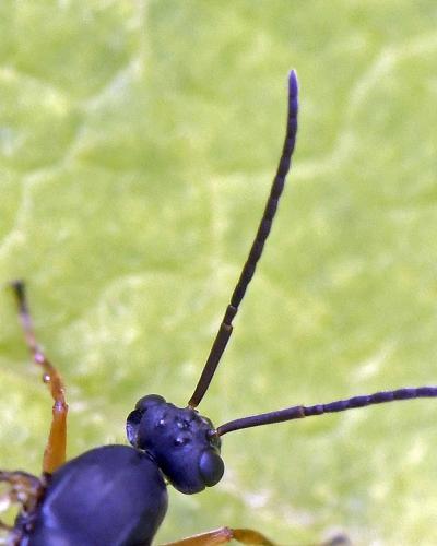 Réf. 306 315 : Formica sp.