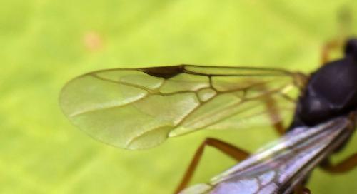 Réf. 306 314 : Formica sp.