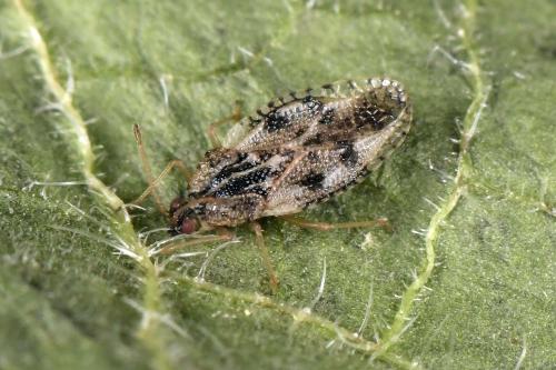 Dictyla humuli