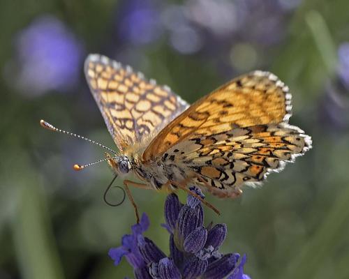 Réf. 306 693 : Melitaea cinxia