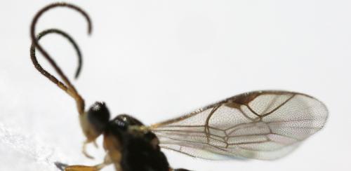Stenomacrus sp.