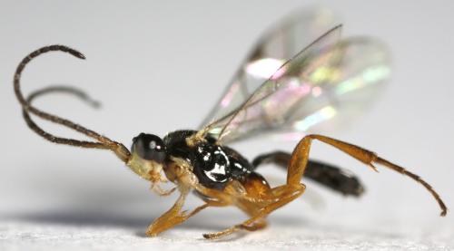 Stenomacrus sp.