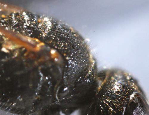 Crabro alpinus