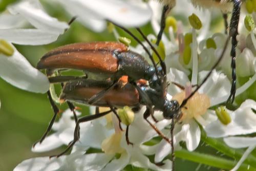 Réf. 306 733 : Stenurella melanura