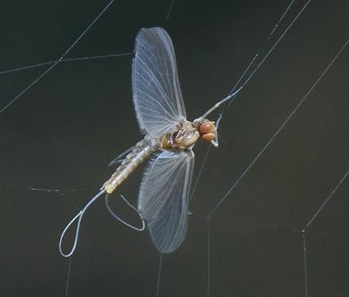 Cloeoninae