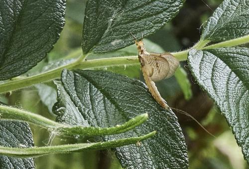 Ephemera glaucops