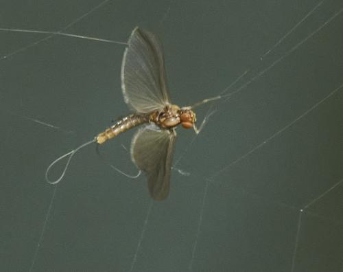 Réf. 306 118 : Cloeoninae inconnu