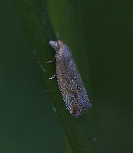Réf. 306 460 : Bactra sp.