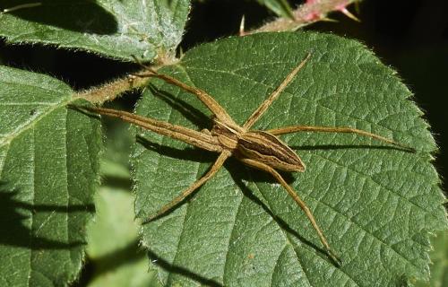 Réf. 306 743 : Pisaura mirabilis