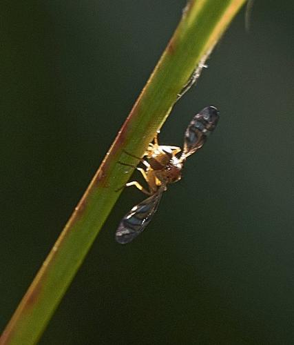 Chaetorellia sp.