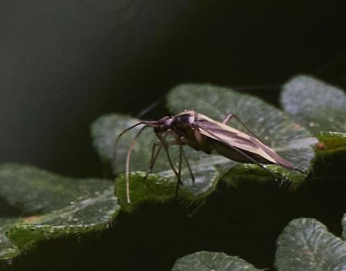 Stenotus binotatus