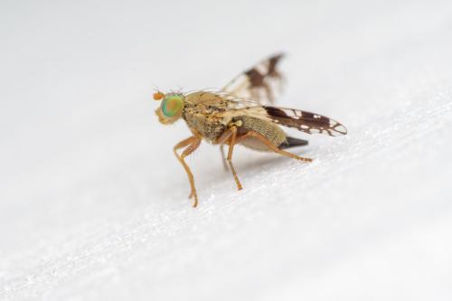 Réf. 306 871 : Tephritis sp.
