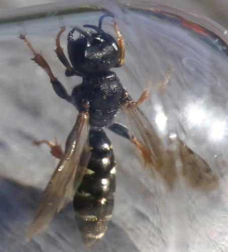 Crabro alpinus