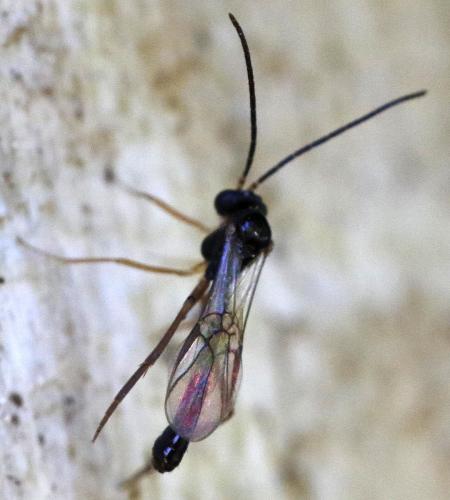 Hybrizon sp.
